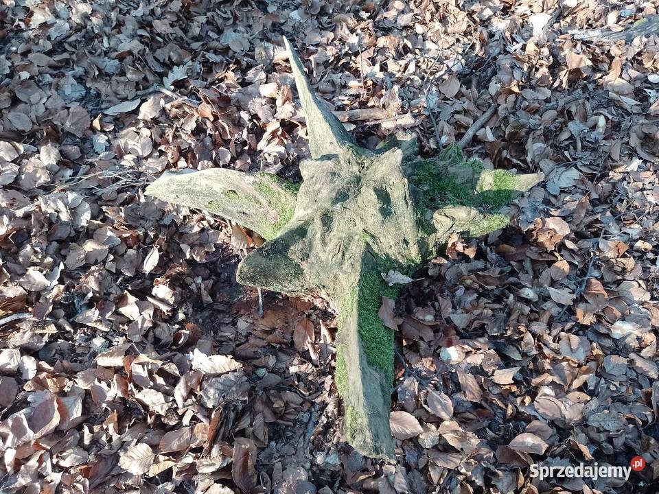 Korzeń dębowy naruralny do ogrodu Siekierki Małe