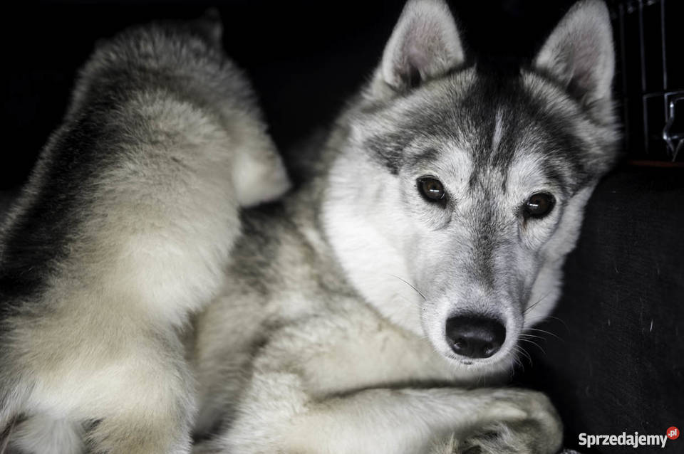 Siberian Husky ZKwP FCI Husky z rodowodem małopolskie Klonów