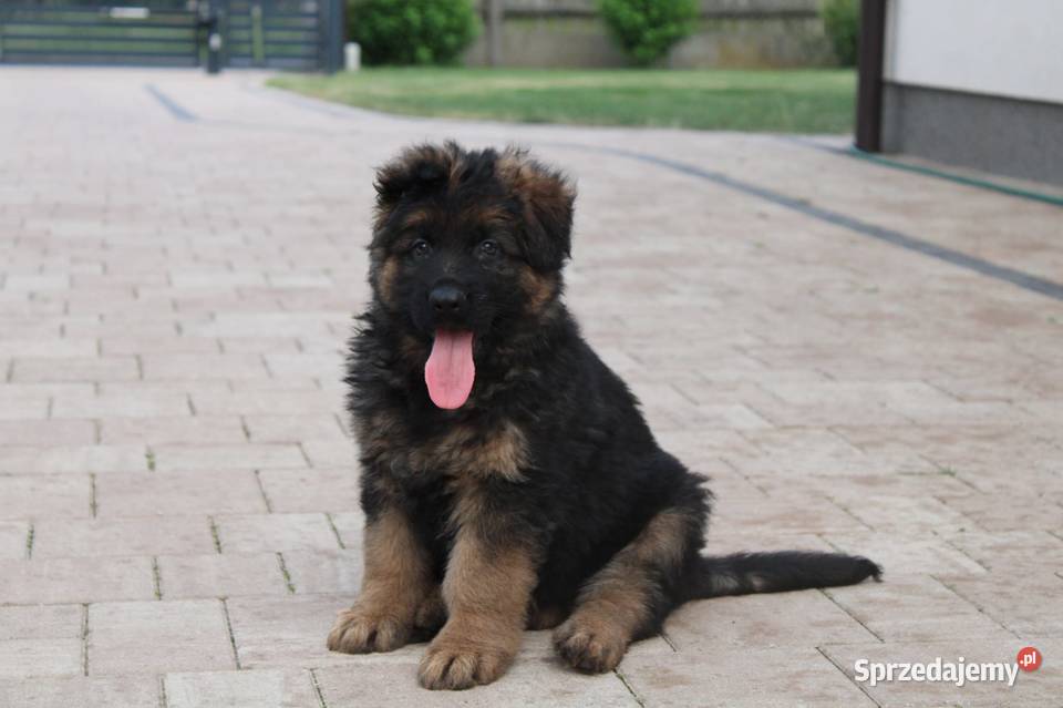 Owczarek Niemiecki Długowłosy Brudzewice