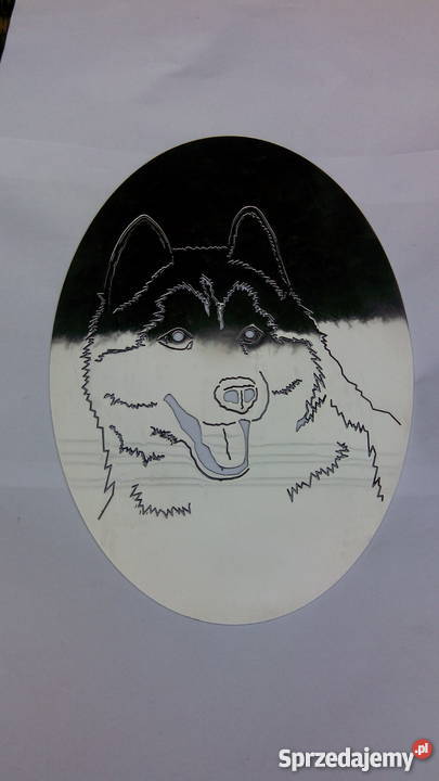 Siberian Husky Lwówek
