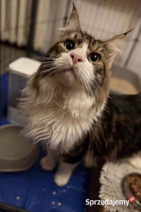 Maine Coon reproduktor dolnośląskie Ścinawa