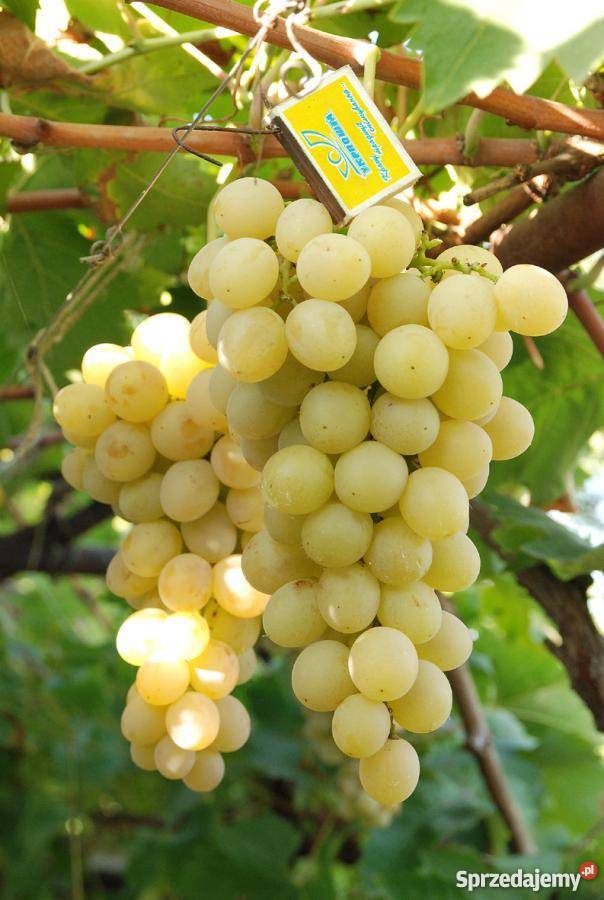 Sadzonki winorośli Ukraina Lubień sprzedam