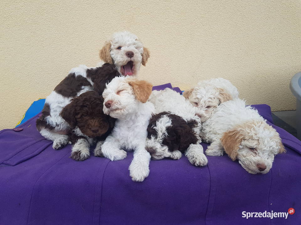 Szczenięta rasy lagotto romagnolo pieski zkwp kujawsko-pomorskie Makówiec
