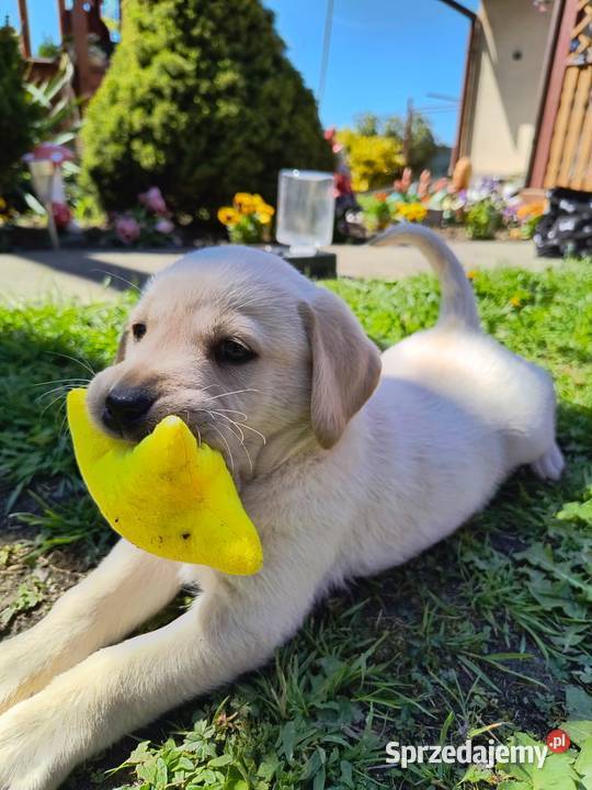 Szczeniak labrador Klimontów sprzedam