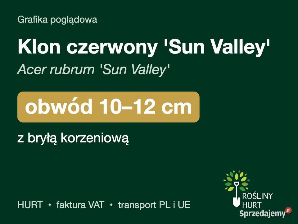 Klon czerwony Sun Valley obwód 1012 z bryłą HURT