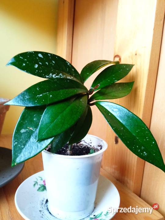 Kwiaty Patyczak i Białystok