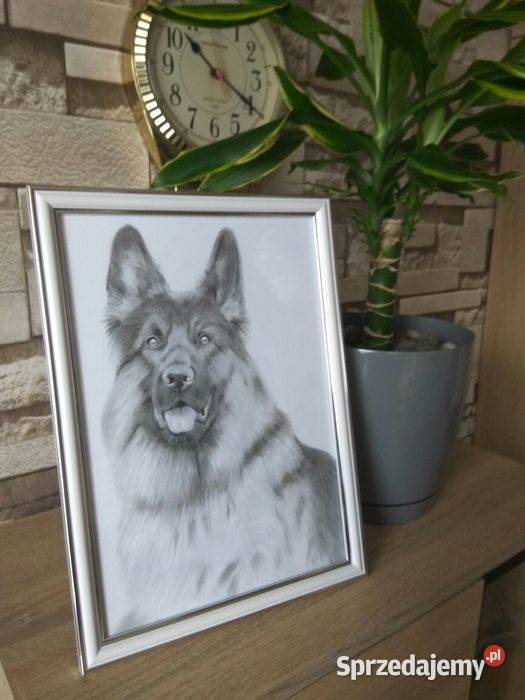 Portret psa szkic obraz ołówkiem rysunek owczarek niemiecki