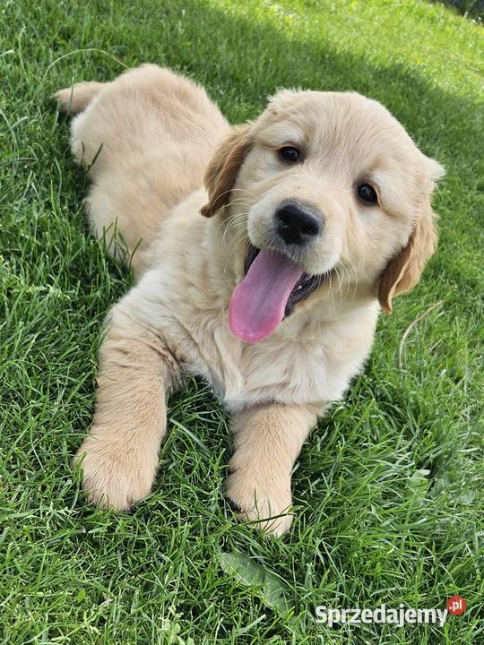 Golden Retriever szczeniak złoty piesekgotowy do małopolskie Brzesko sprzedam