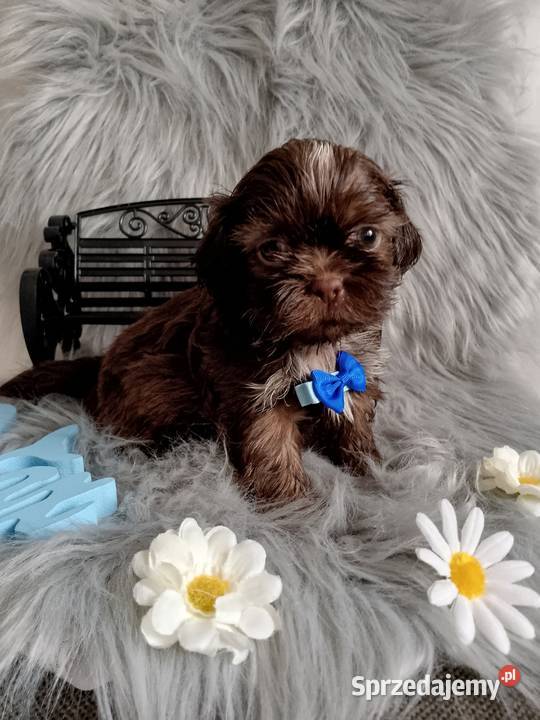 Do Odbioru czekoladowy piesek rasy ShihTzu opolskie Kluczbork