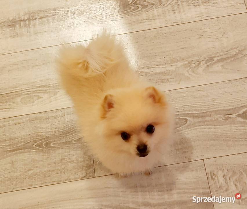 Przepiękne niedźwiadki rasy pomeranian sprzedam