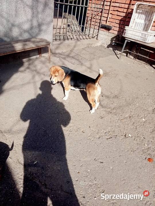 beagle Wawrzeńczyce