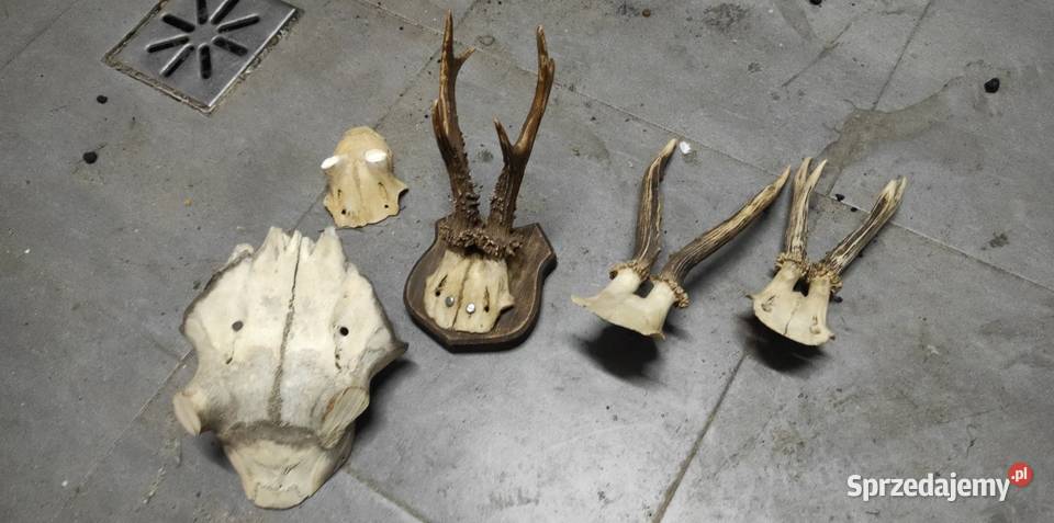 Zestaw parostkow z czaszkami Częstochowa