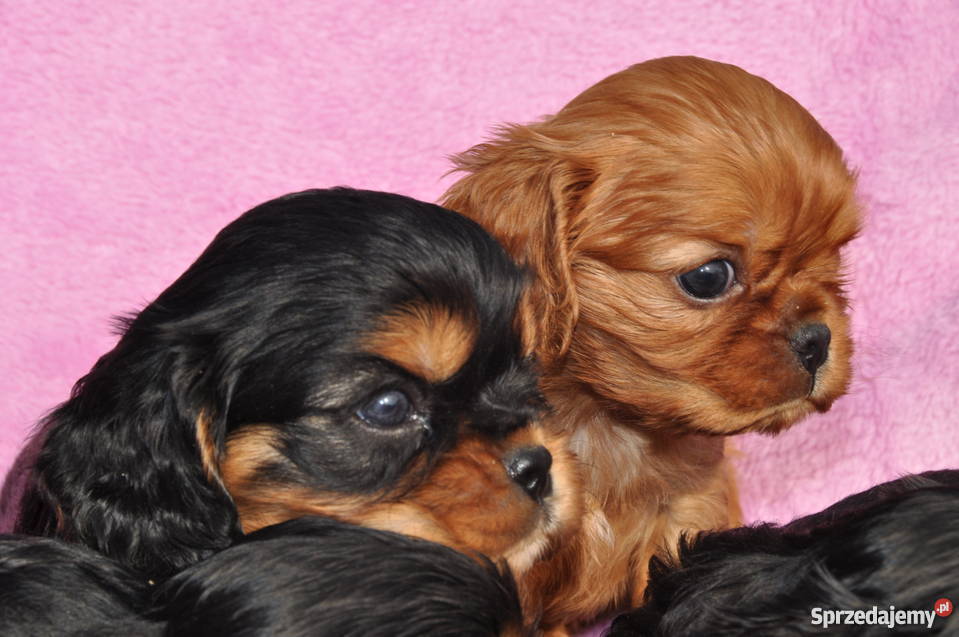 Cavalier King Charles Spaniel rude i podpalane sprzedam