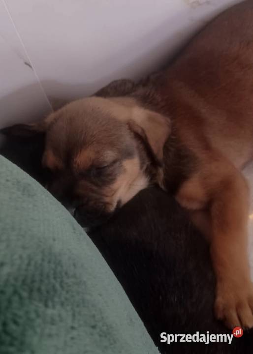 Sprzedam psy rasy cane corso Mińsk Mazowiecki