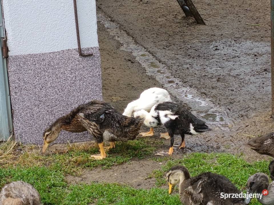 Kaczki ruańskie i biegusy Ostrów Wielkopolski sprzedam