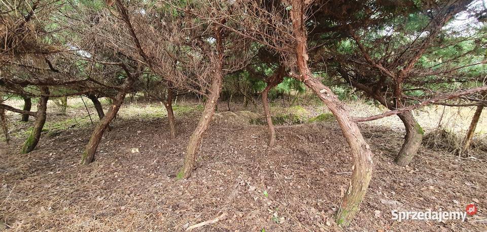 Duże jałowce Grey Owl Duży jałowiec z bryłą na Wisznice