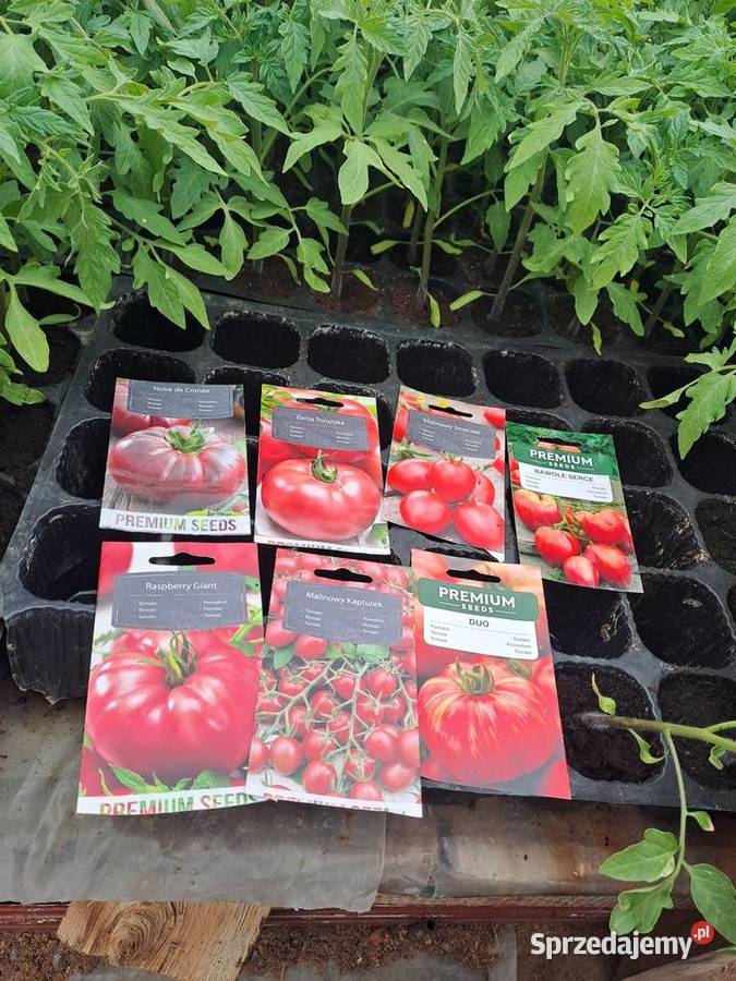sprzedam pomidory Wawrzeńczyce