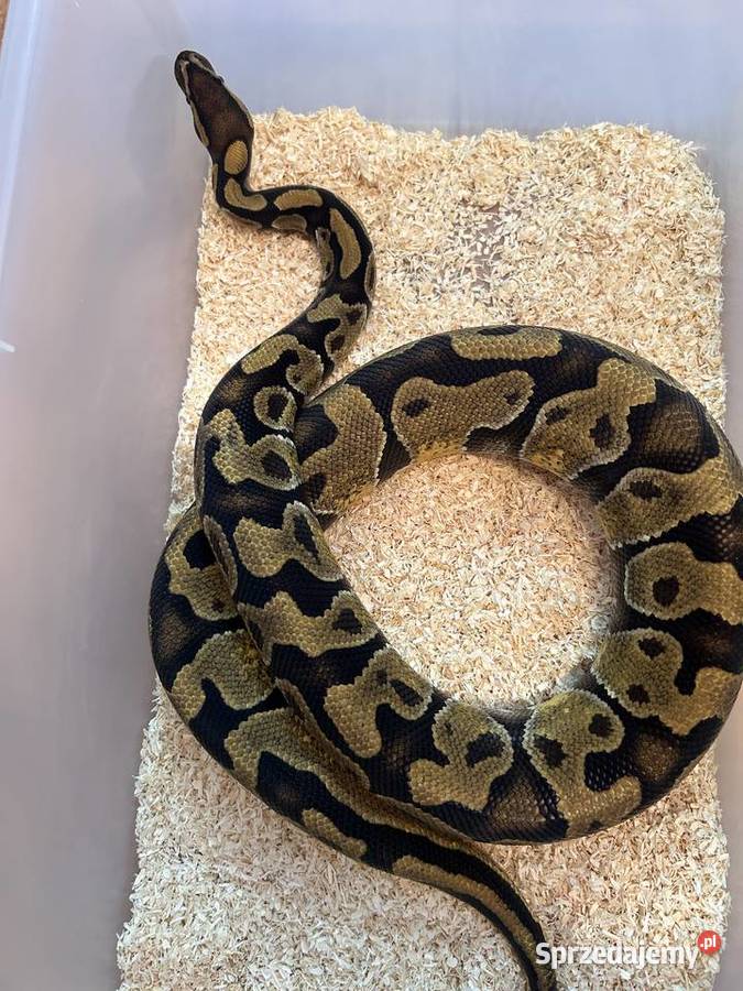 Pyton królewski podkarpackie Rzeszów