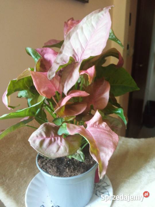 Piękne syngonium 10 Białystok