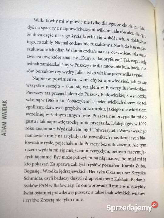 WILKI Adam Wajrak Gorzów Wielkopolski