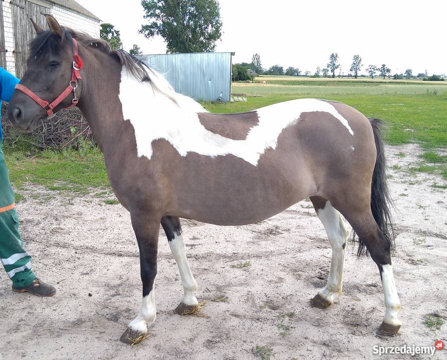 Sprzedam klacz kuc hucuł wielkopolskie