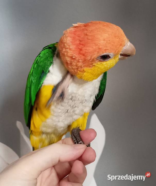 Barwinki bialobrzuche dwa samce klatka zabawki Ptaki