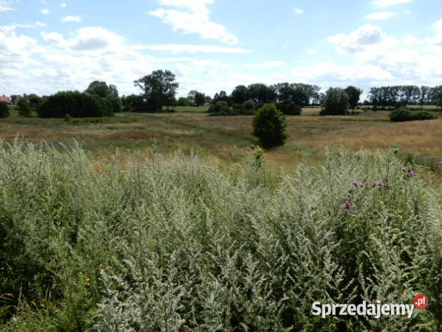 Syndyk sprzeda działki o numerze 2402 313 Sprzedaż Trzeszyn