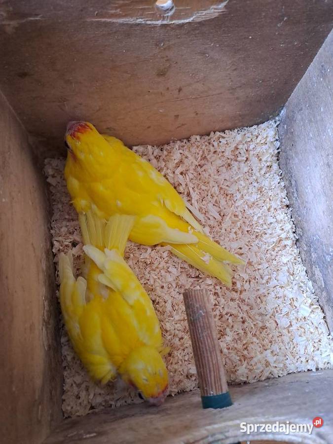 będę miał na sprzedaż papugi kozy Ptaki Wawrzeńczyce