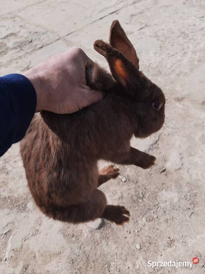 Samce 10 miesiecy Stare Podole