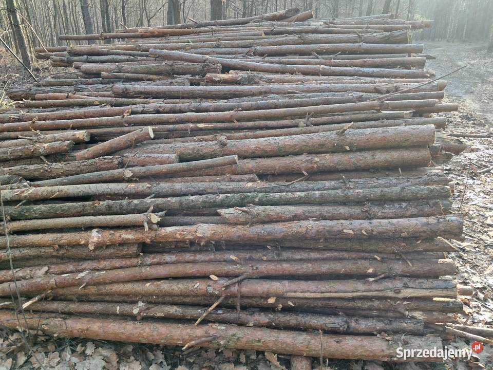drewno opałowe gałęźiowe Ogrzewanie Puszcza Mariańska