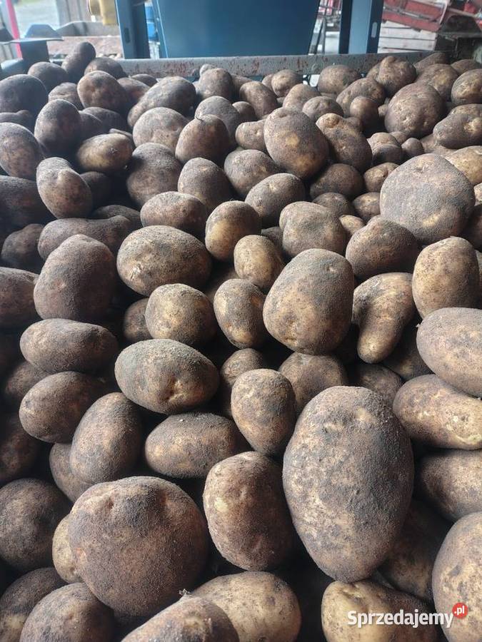 Ziemniaki Gala Jurek Rośliny okopowe Żołędnica