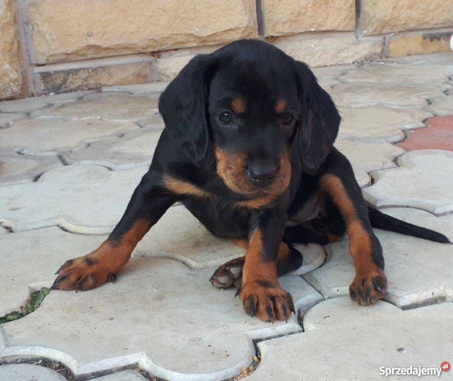 Słowacki gończy Kopov szczeniaki Ochotnica Dolna