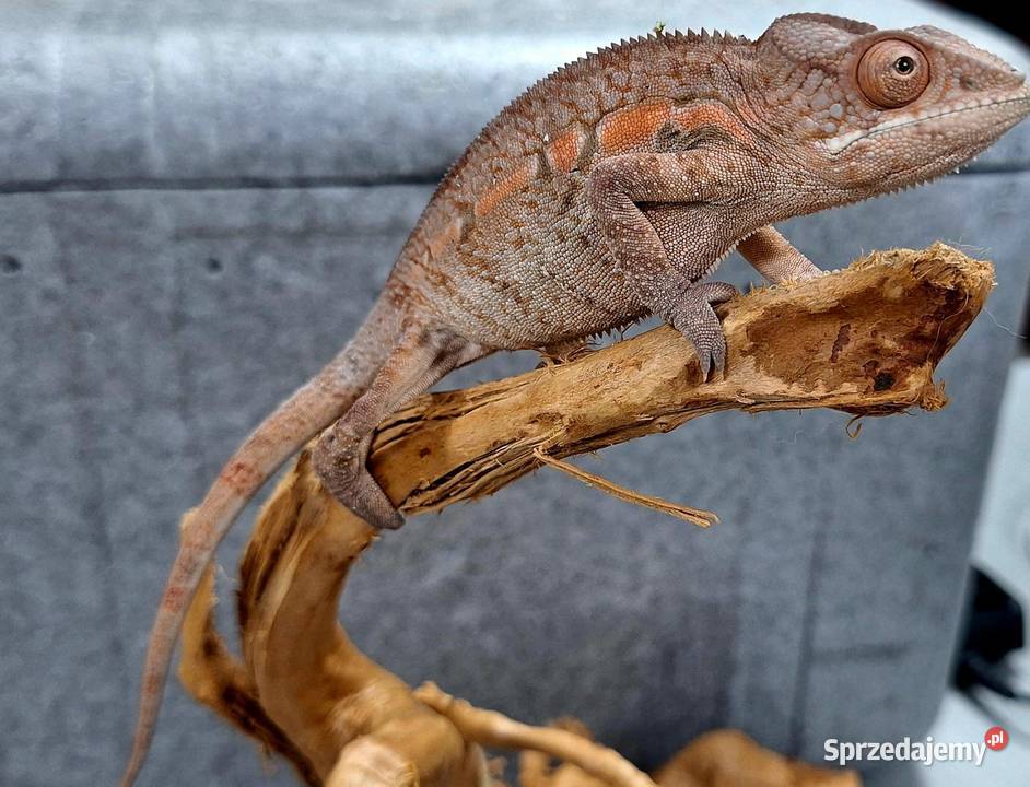 Kameleon lamparci samiec Gady i płazy Wołomin