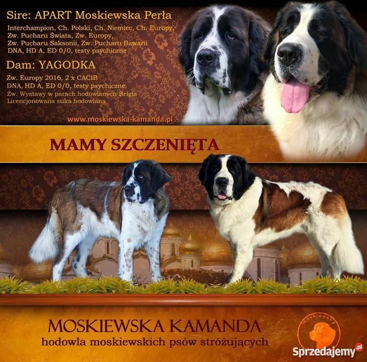 moskiewski pies strózujący szczeniaki sprzedam