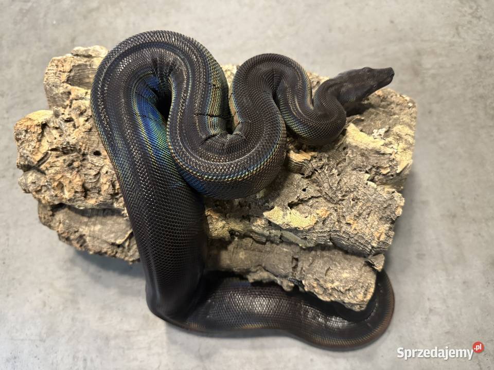 Boa Cesarski IMG MOTLEY Bydgoszcz