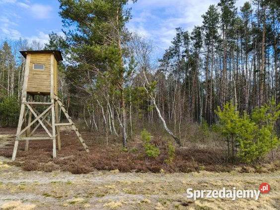 Las sosnowy 50letnipastwiska 9111 m Pustelnik