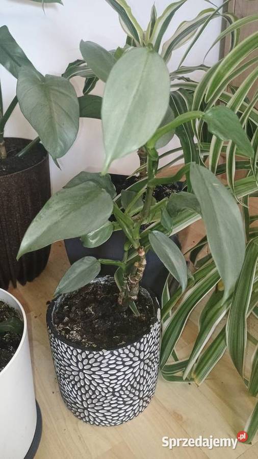 Rośliny doniczkowe wszystkie doniczki Lubartów sprzedam