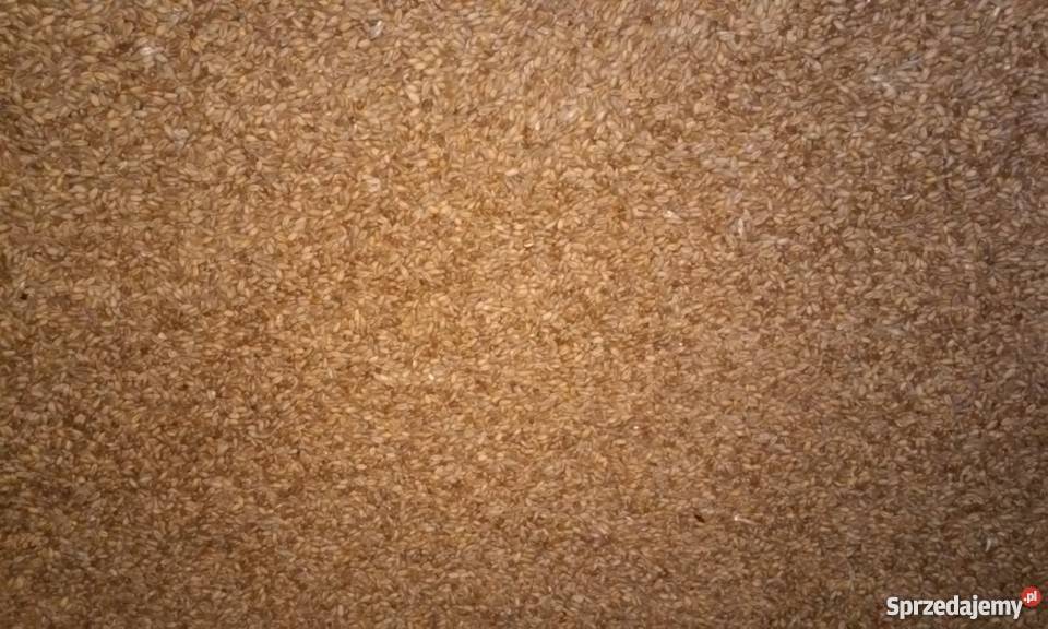 Pszenica Wąsatka Nozdrzec