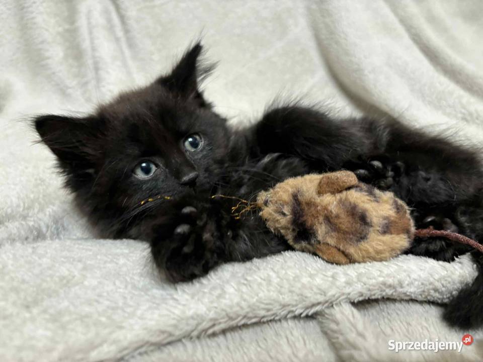 SPRZEDAM KOTA SYBERYJSKIEGO SAMIEC Szastarka