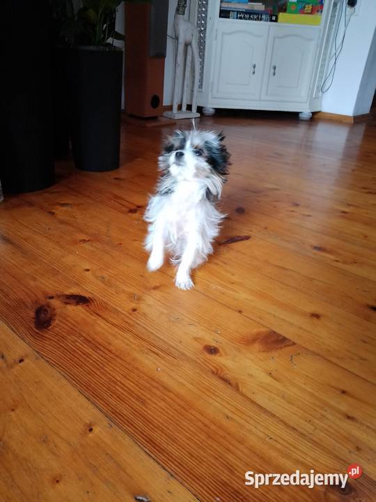 Sprzedam pieska miniaturkę Yorkshire Terrier zachodniopomorskie Tanowo sprzedam