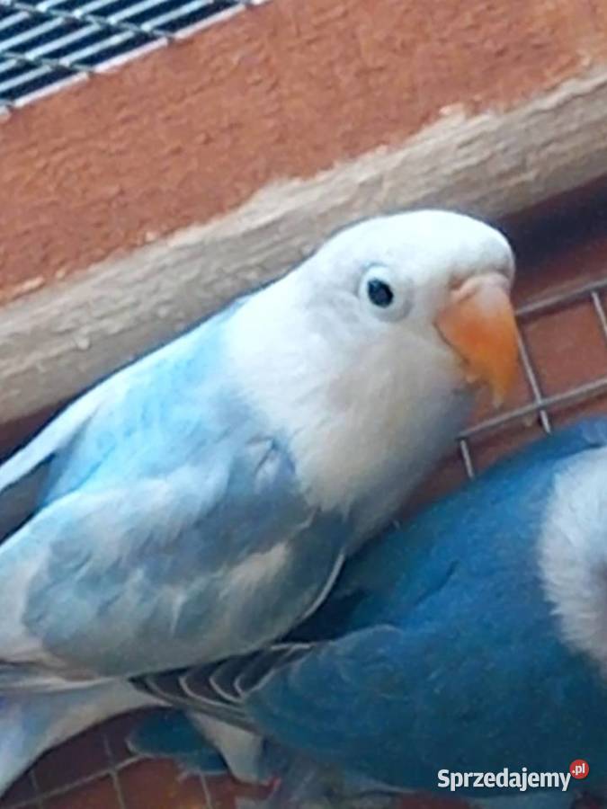 Papugi zmienią wolierę Zwierzęta