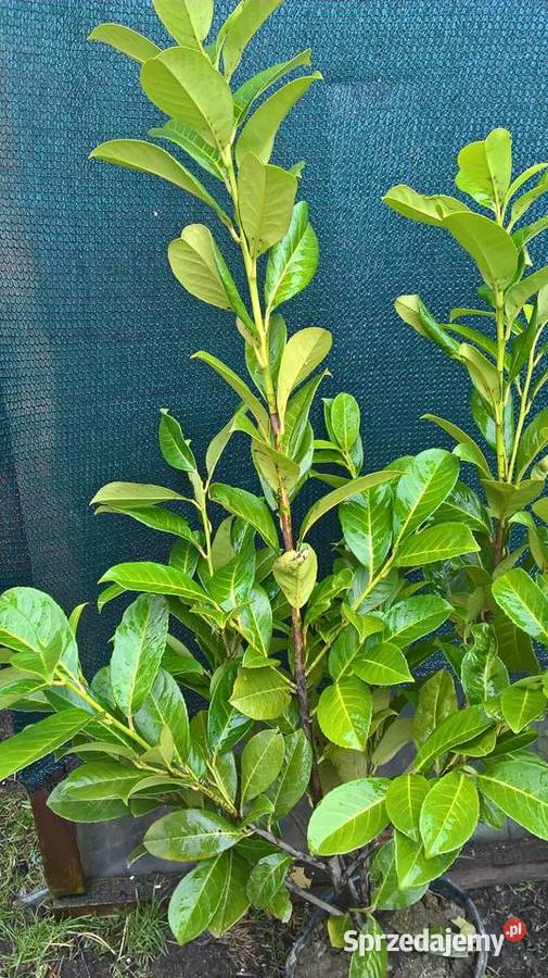 Laurowiśnia wschodnia Gotowy duży żywopłot Mszczonów