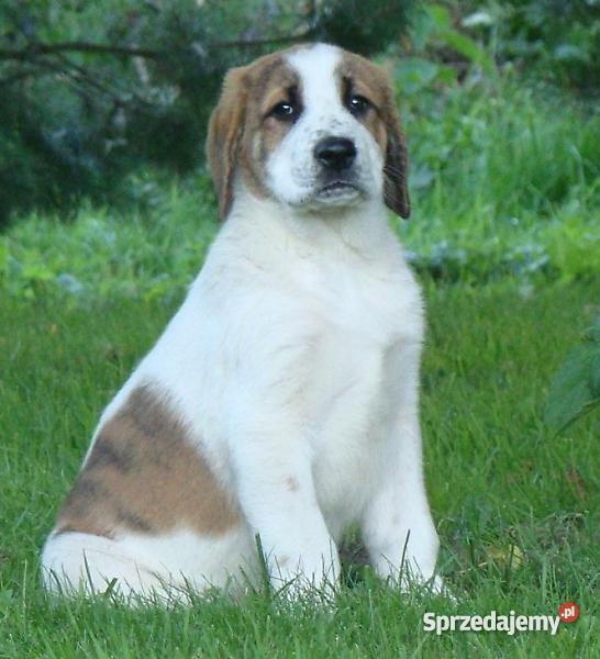 Owczarek środkowoazjatycki rodowodowe szczenięta Psy warmińsko-mazurskie Olecko