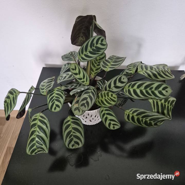 Calathea ctenanthe burle marxii fishbone kwiaty Skuły