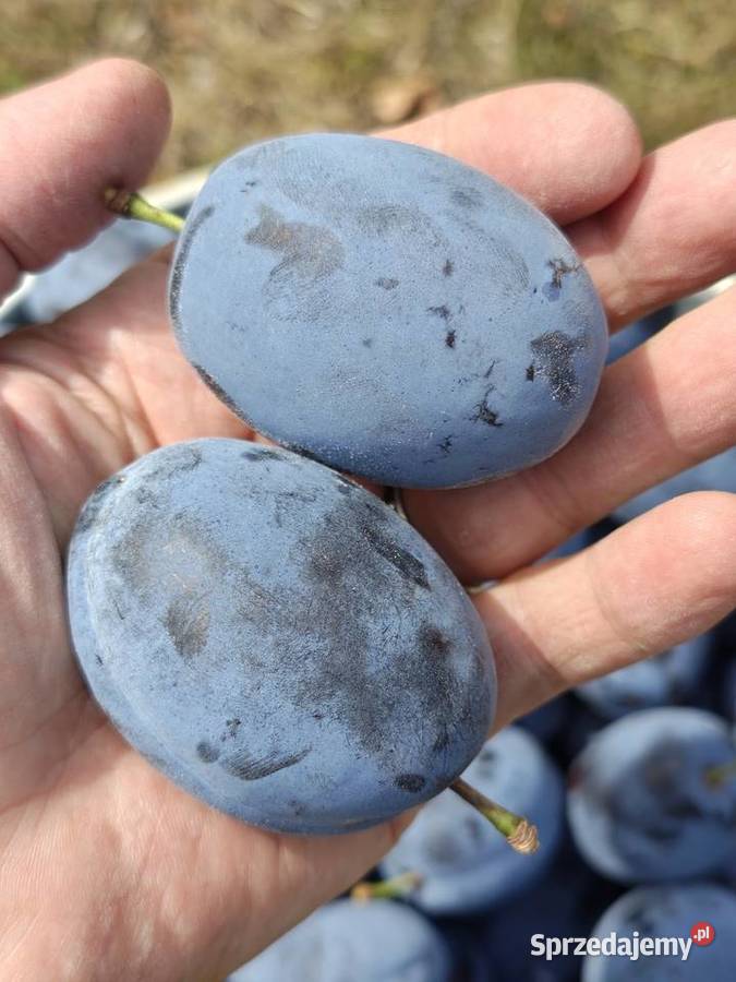 Świeże śliwki prosto z mojego sadu bez chemi Kowala
