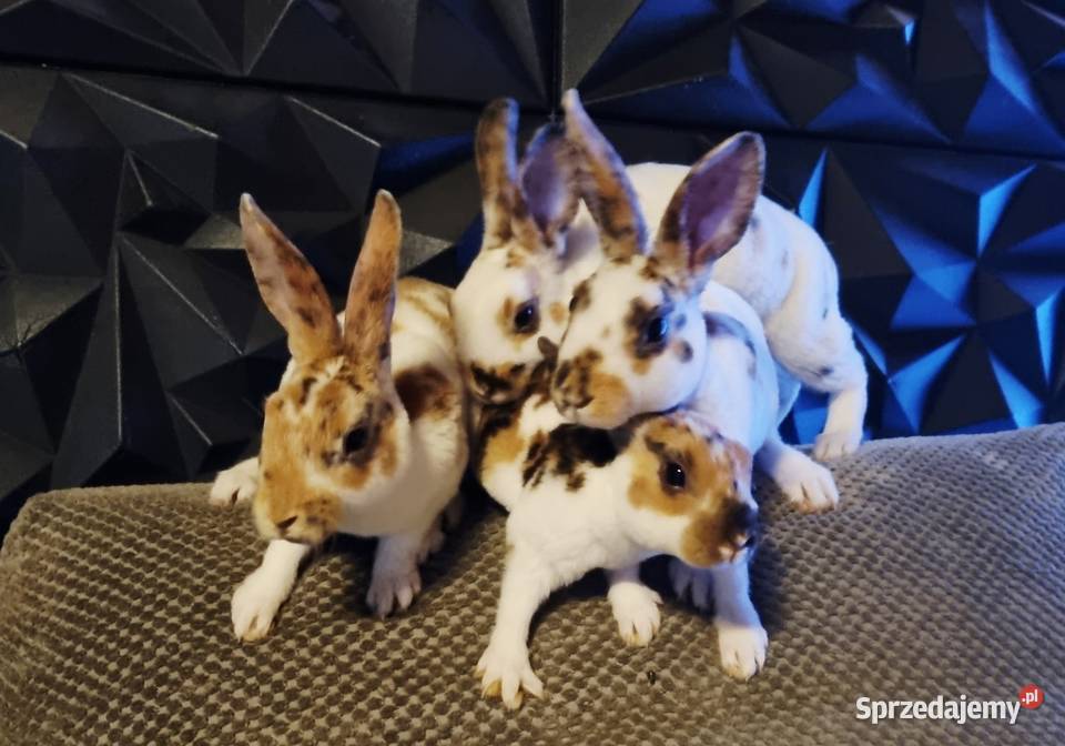 Królik Mini Rex trójbarwny Katowice
