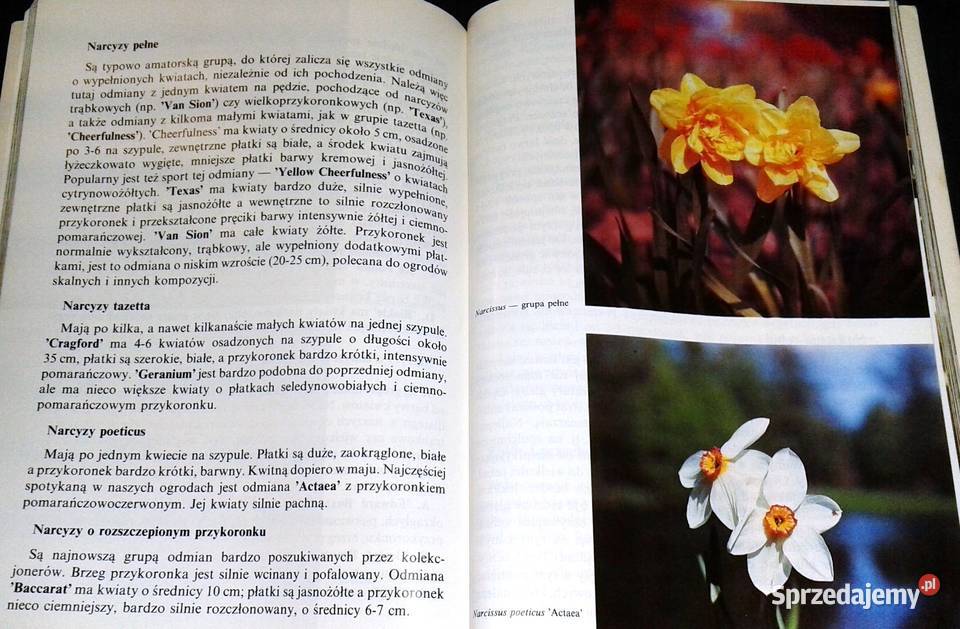 Kwitnące cebule Ozdobne rośliny cebulowe i Pozostałe