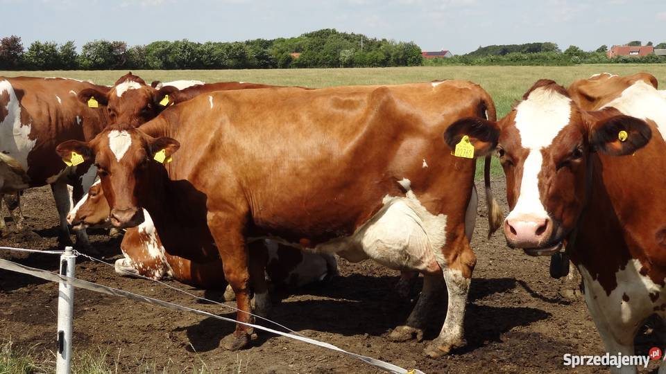 Krowy pierwiastki jałówki rasy HF DANIA NIEMCY Akcesoria dla zwierząt Łomża