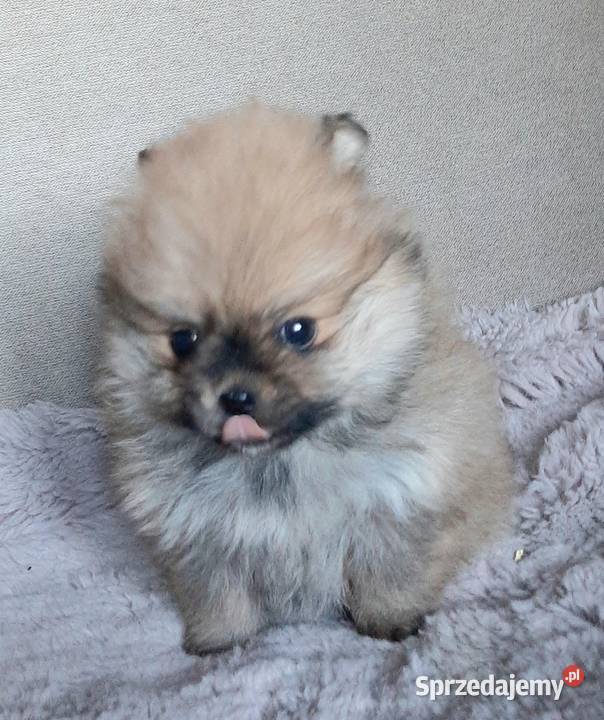 Szpic miniaturowy pomeranian Pabianice sprzedam