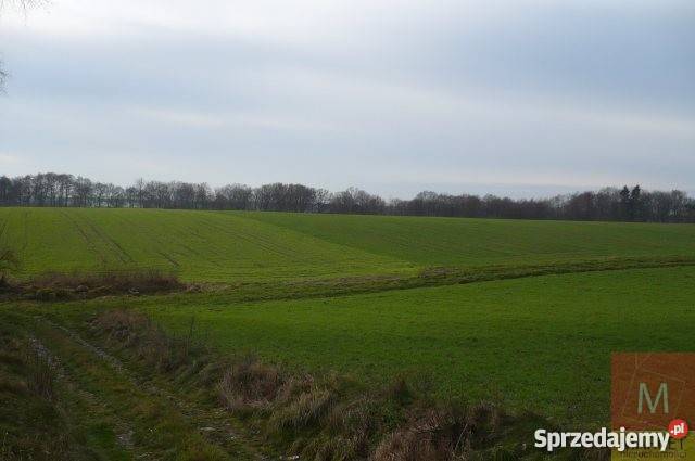 Grunt 73000m2 Tarnówko sprzedam
